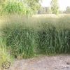 Panicum Strictus